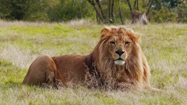 Studio et entrées au parc animalier à Nantes