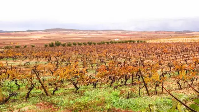 Séjour dans les vignobles avec dîner bio et visite d'un domaine viticole