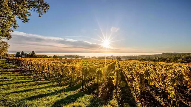 Soggiorno tra i vigneti nei pressi di Bordeaux!