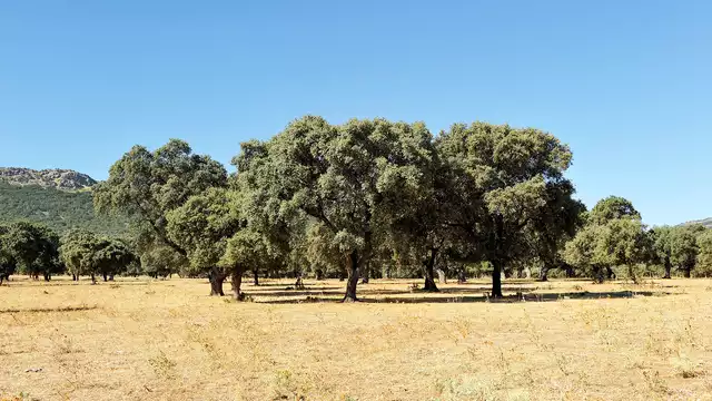 Especial enamorados en Suite con desayuno en Almodóvar del Campo
