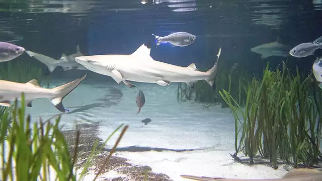 Descubra un mundo submarino único en Sea Life Oberhausen