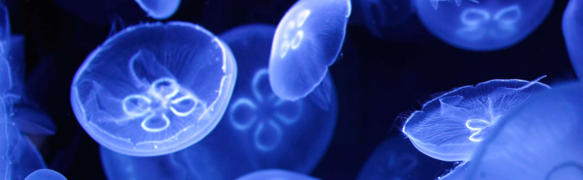 Escapade avec entrée à l'aquarium de Gijón