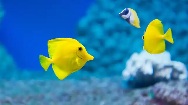 Escapade avec billets pour l'aquarium de Gijón