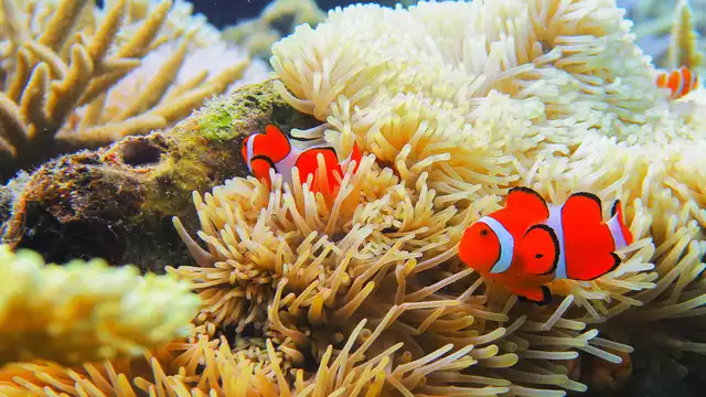 Escapada con entrada al Acuario de Gijón