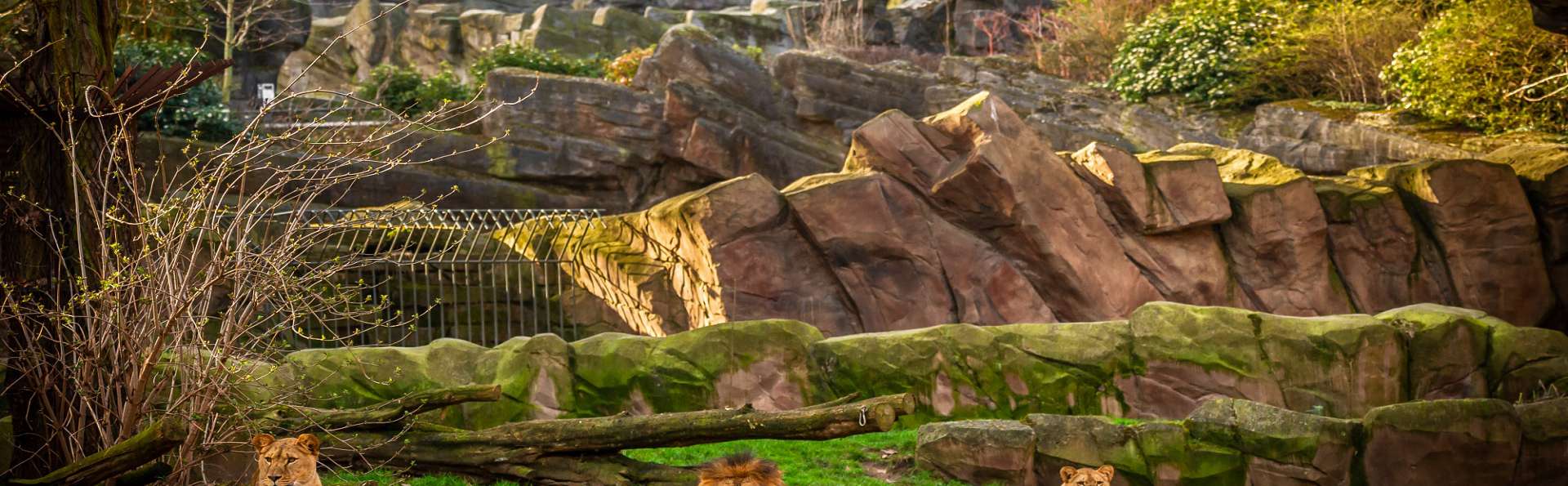 Visitez le zoo d'Anvers et passez la nuit avec un surclassement + accès au sauna-hamman-piscine