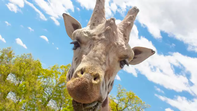 Parti alla scoperta degli animali del parco faunistico di Peaugres