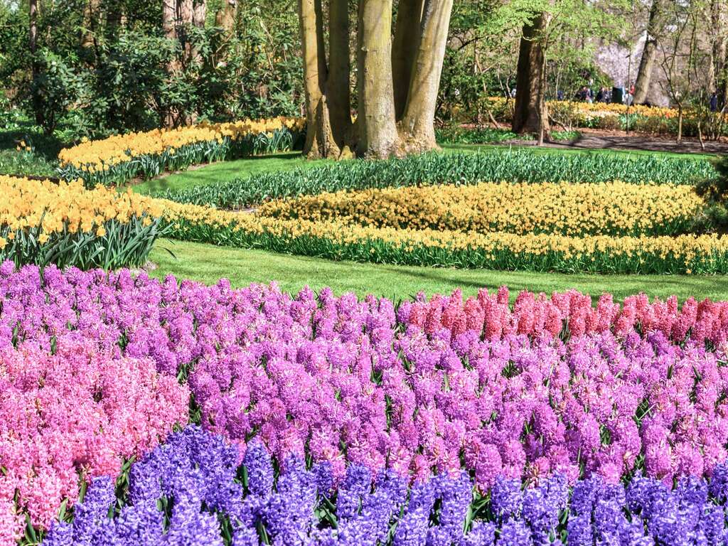 Passez une journée merveilleuse au Keukenhof et passez la nuit à Zaandam. - 4* - 1