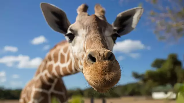 Fin de semana en Tours y entradas al Zoo de Beauval