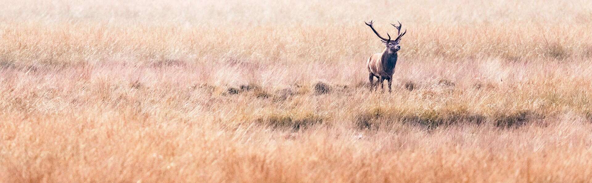 Bezoek het natuurpark de hoge Veluwe en geniet van een heerlijk verblijf