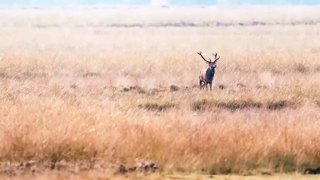 Visite el parque natural Hoge Veluwe y disfrute de una estancia maravillosa