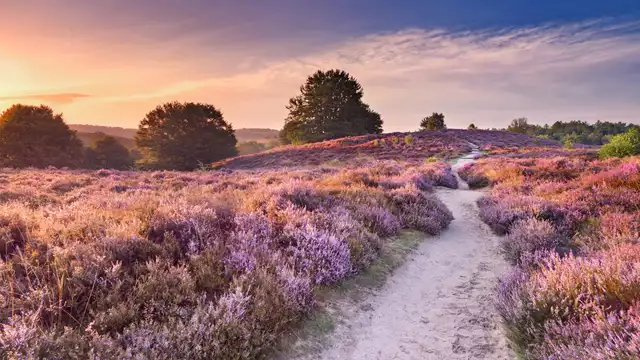 Goditi la meravigliosa tranquillità della Veluwe dalla tua camera con terrazza