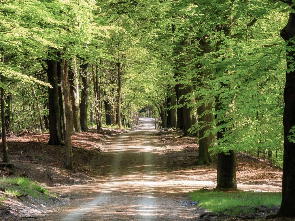 Passe la nuit dans la région boisée de la Veluwe - 3* - 7