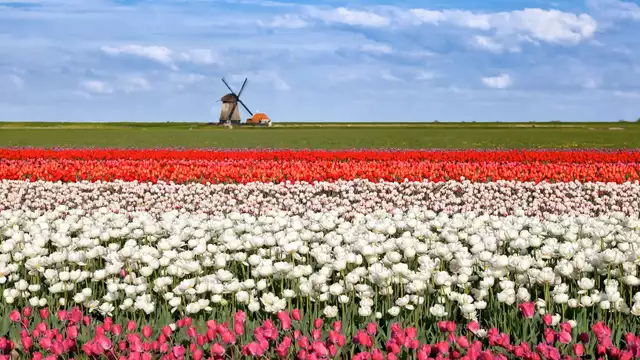 Scopri la splendida campagna olandese!