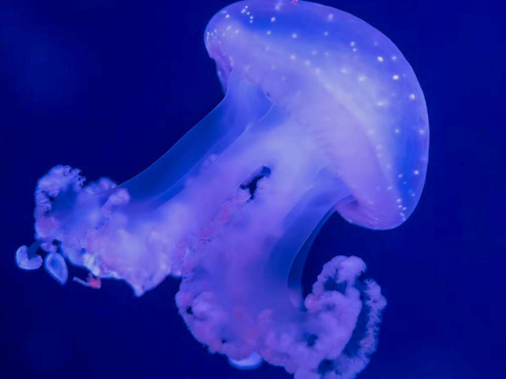 Séjour dans le 16ème avec entrées à l'aquarium de Paris - 3* - 1