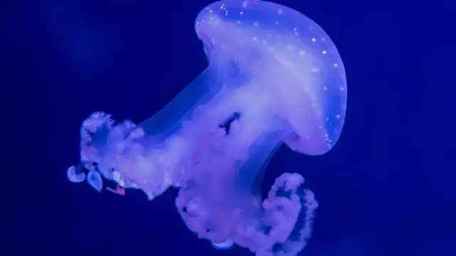 Soggiorno nel 16° arrondissement con ingresso all’acquario di Parigi