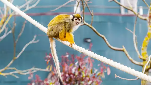 Escapade culturelle  près de Mons avec entrée incluse au Pairi Daiza