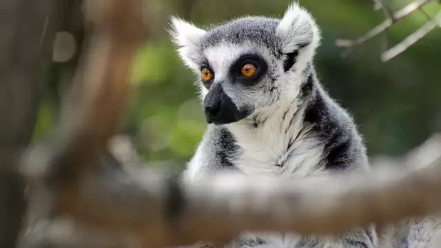 Fuga con visita a Faunia