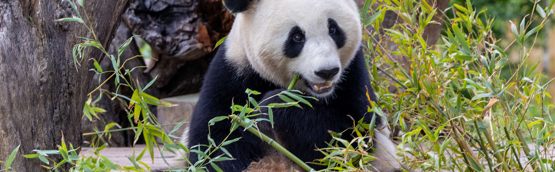 Découvrez Madrid en famille et son Zoo Aquarium