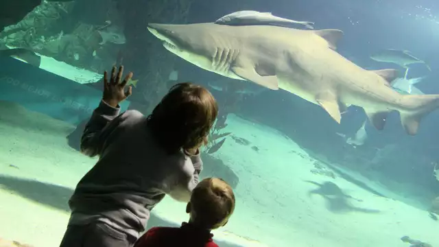Descubre Madrid con visita al Zoológico