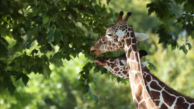 A la découverte du ZooParc de Beauval en famille !