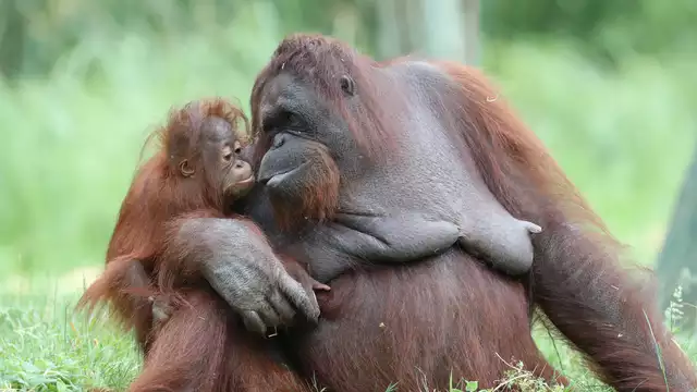 Séjour avec entrées au Zoo de Beauval (à 35 min)