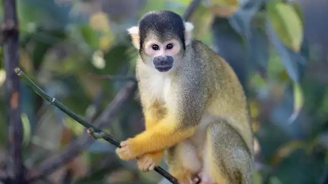 Escapade en Touraine et visite du ZooParc de Beauval  (à 1h15)