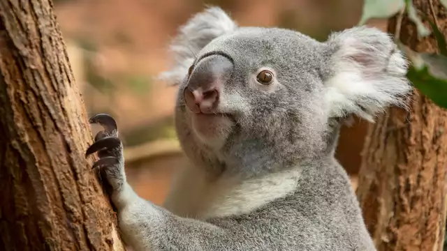 Séjournez à Tours avec billets pour le Zoo de Beauval, à 1h en voiture !