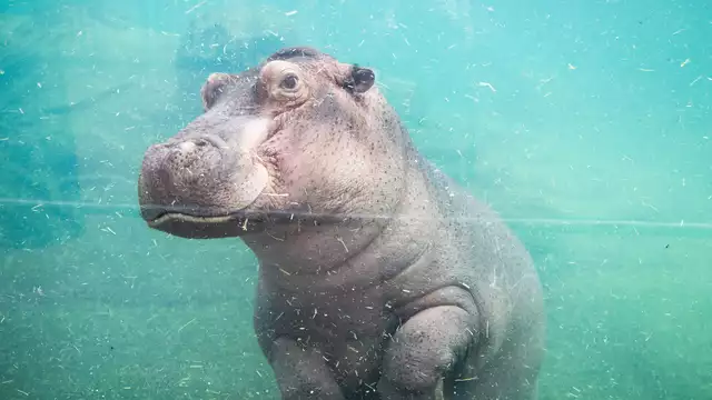 Séjour en studio avec entrées au zoo de Beauval (à 1heure de voiture)