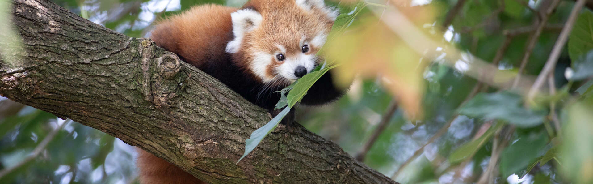 Visite du ZooParc de Beauval et séjour à Tours pour deux