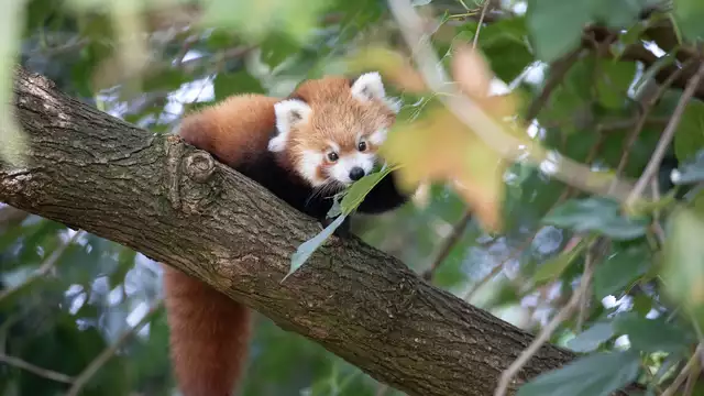 Visite du ZooParc de Beauval et séjour à Tours pour deux
