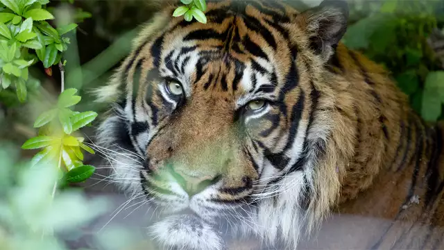Escapade au bord de Loire avec entrée au zoo de Beauval