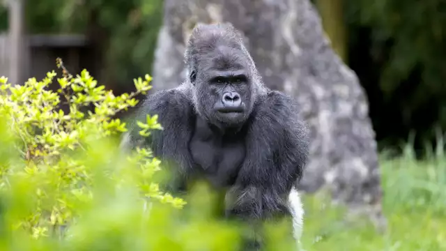 Séjour 4 étoiles dans le centre de Tours, avec les entrées au Zoo de Beauval (à 1 heure)