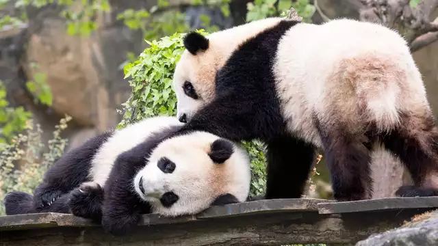 Profitez d’un séjour à Tours en hôtel 3 étoiles situé à moins d'une heure du Zoo de Beauval.