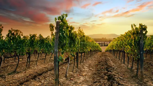 Visita y degustación de vino de producción ecológica en el Penedès desde este precioso hotel