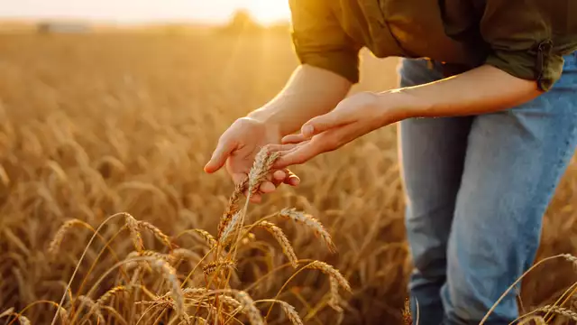 Escapada a Montserrat y visita a una finca donde se cultiva trigo