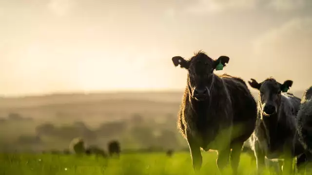 Escapada familiar a Vielha con visita a una granja y degustación de mini hamburguesas