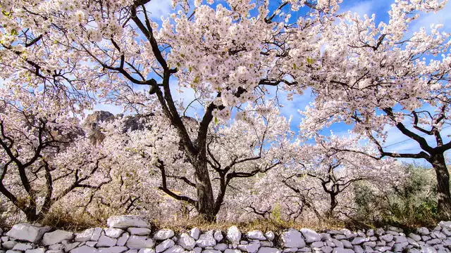 Desconexión en la naturaleza con visita guiada y degustación de almendras