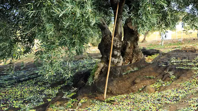 Escapada a Lleida con visita guiada a una productora de aceite de oliva
