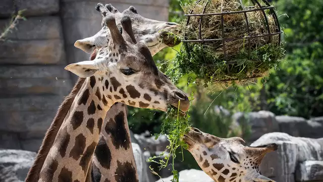 Vakantie in Barcelona met toegang tot de Zoo