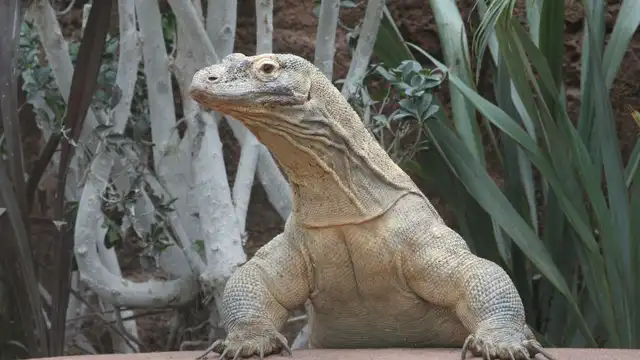 Ontdek het centrum van Barcelona en de dierentuin