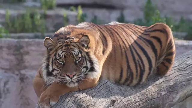 Ontsnap in Barcelona en geniet van een dagje dierentuin bezoeken
