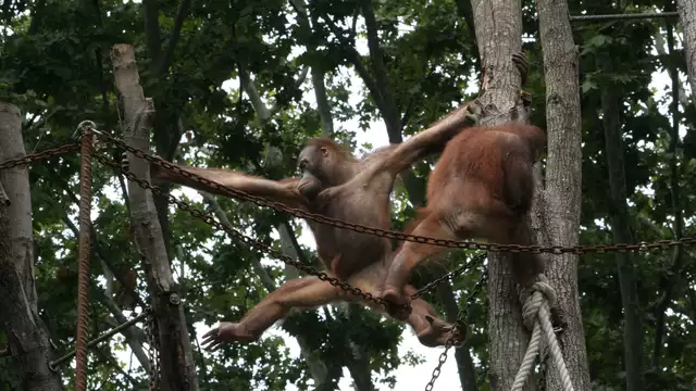Verblijf in Barcelona met toegang tot de Zoo
