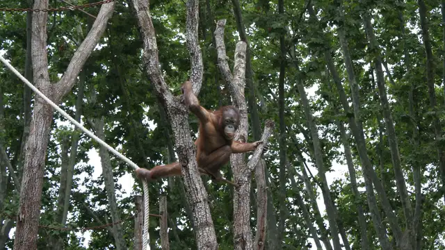 Stedentrip in Barcelona met toegangskaartjes voor de dierentuin