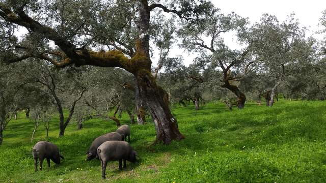 Ontdek het geheim van de Iberische ham in Huelva