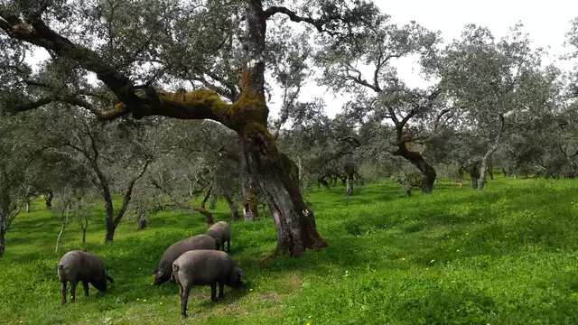 Scopri il segreto del prosciutto iberico a Huelva