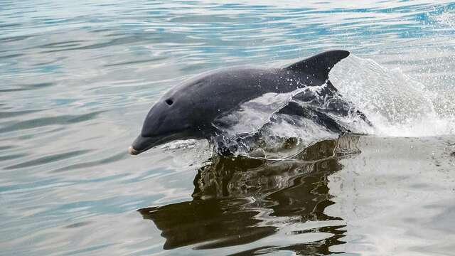 Point d'observation de dauphins et baleines à Gibraltar