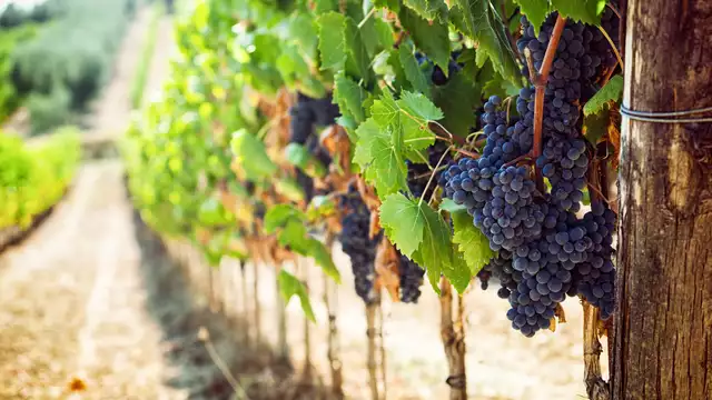Conozca a Valencia y la Ruta del Vino Utiel