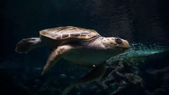 Escapade à Brest avec découverte de l'Océanopolis