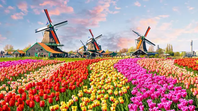 Ontdek de Zaanse Schans en zijn windmolens tijdens een rondleiding