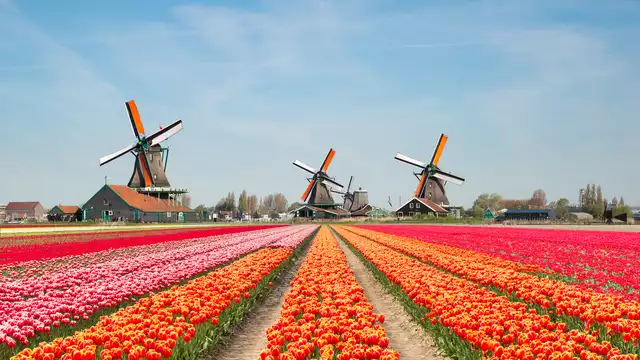 Week-end avec visite guidée des moulins de Zaanse Schans